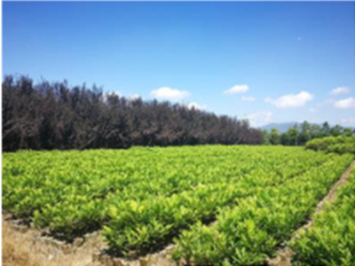 薄壳山核桃容器苗