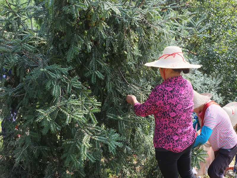 香榧采摘