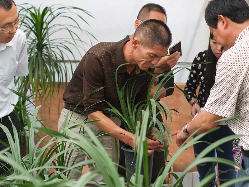 台湾兰花专家来我公司指导