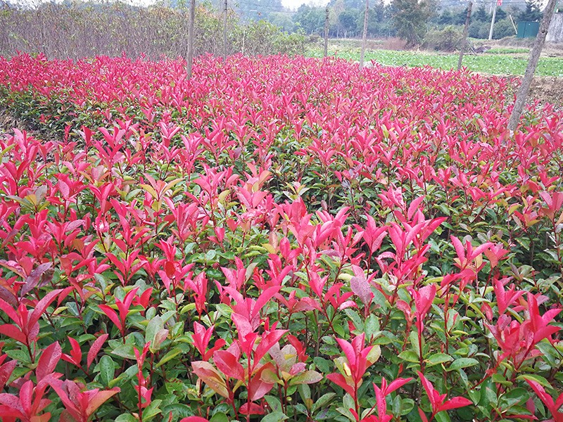红叶石楠