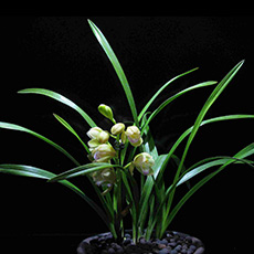 春季兰花养护注意事项