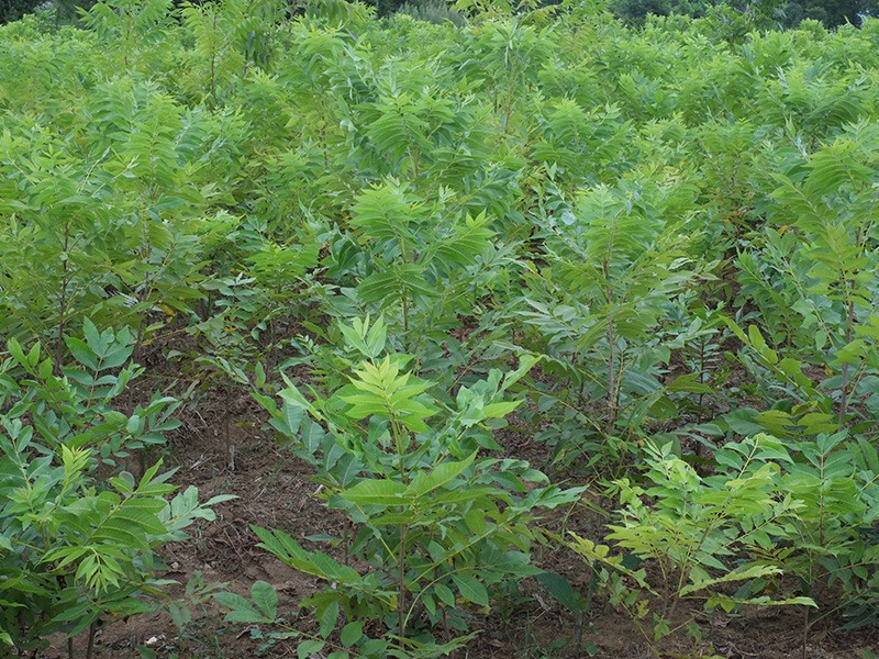 薄壳山核桃小苗